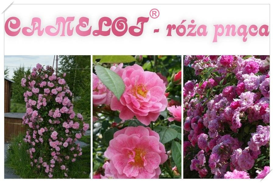 Camelot róże pnące